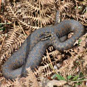 Clive Filer Female Adder Bradgate Park
