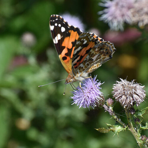 Clive Filer Painted Lady