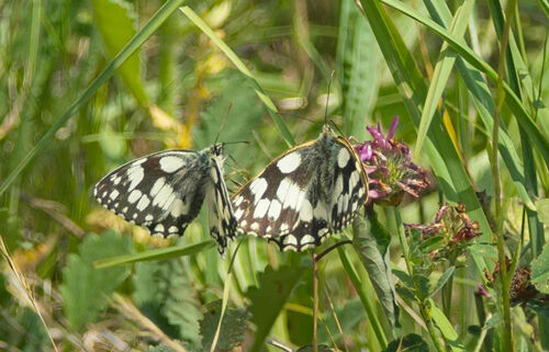 Fred Ing A Pair Of White Marble Butterflies