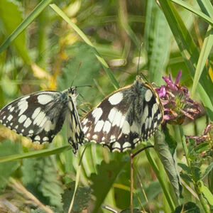 Fred Ing A Pair Of White Marble Butterflies