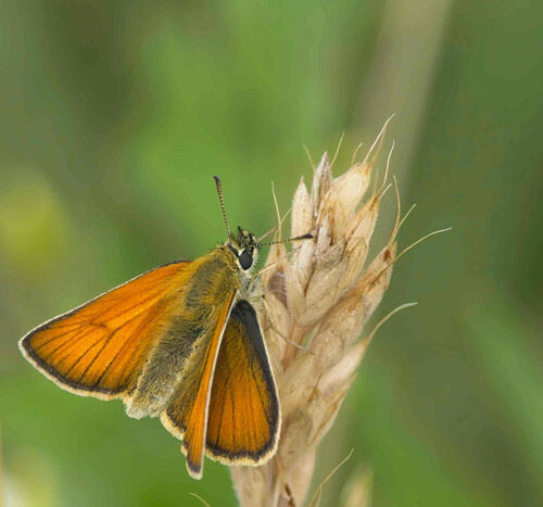 Fred Ing Skipper