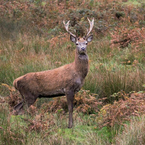 HC - Carol Burton Young Stag