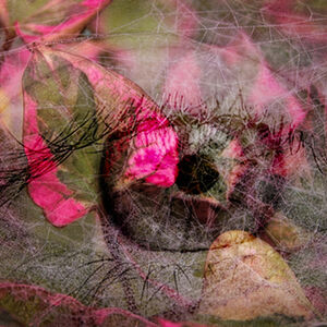 HC - Kelvin Townsend Searching The Web