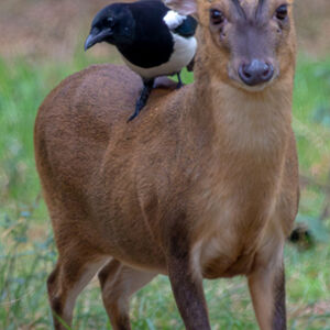 Jamie Humphrey Catching A Ride