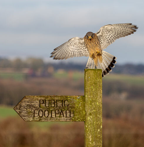 Jamie Humphrey Coming Into Land