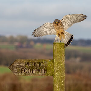 Jamie Humphrey Just Landing