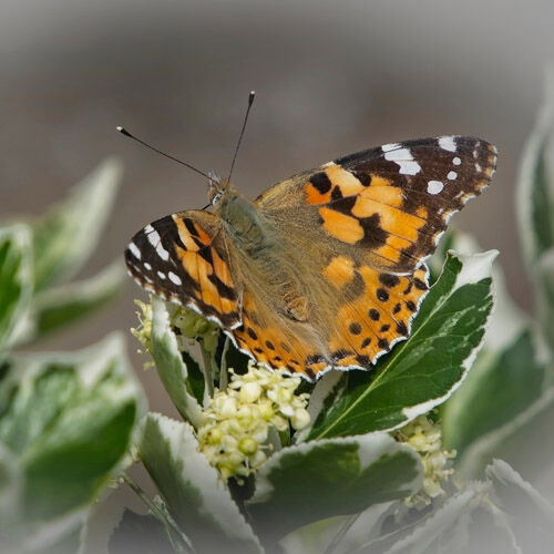 Kelvin Townsend Painted Lady