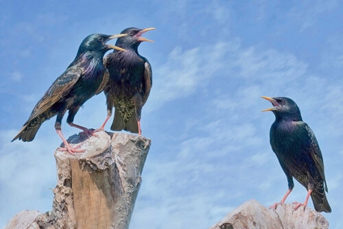 Kelvin Townsend Starling Trio