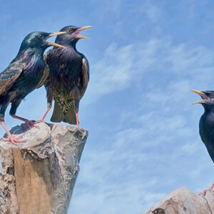 Kelvin Townsend Starling Trio