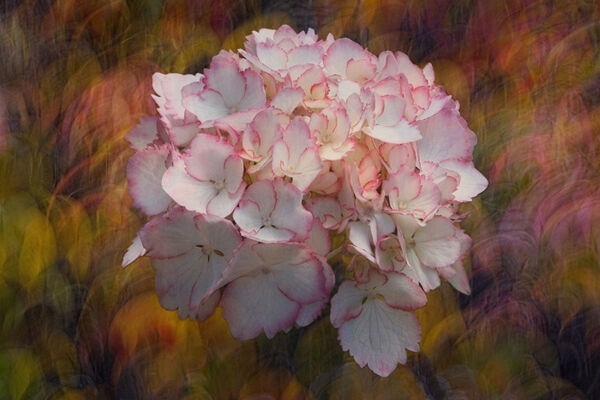 Kelvin Townsend Summer Flower On Autumn Leaves