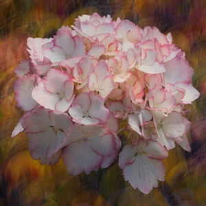 Kelvin Townsend Summer Flower On Autumn Leaves