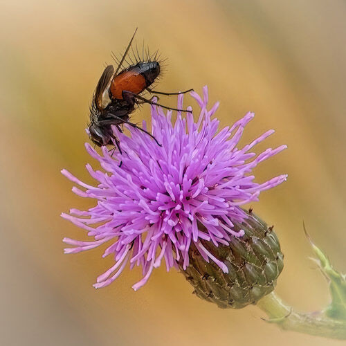 Kelvin Townsend Tachnid Fly On Thistle