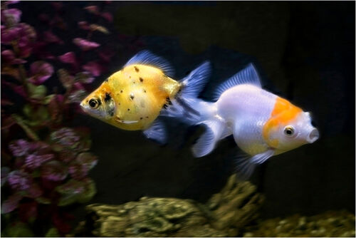 Kelvin Townsend Who Shall Have A Fishy