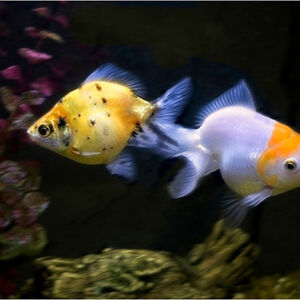 Kelvin Townsend Who Shall Have A Fishy