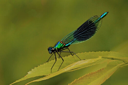 Kevin Moore Banded Demoiselle