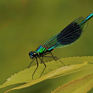 Kevin Moore Banded Demoiselle
