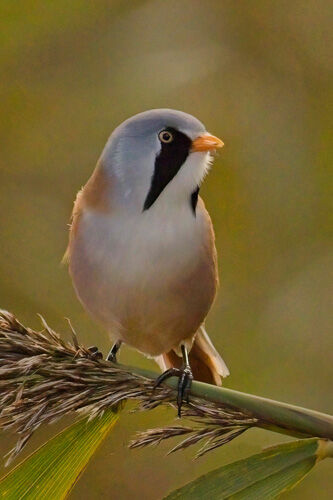 Kevin Moore Bearded Tit