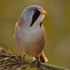 Kevin Moore Bearded Tit