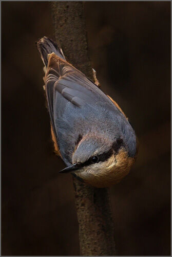 Kevin Moore Nuthatch