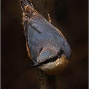 Kevin Moore Nuthatch