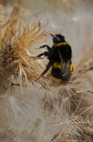 Michael Knaggs Dreamy Bee