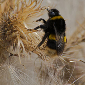 Michael Knaggs Dreamy Bee