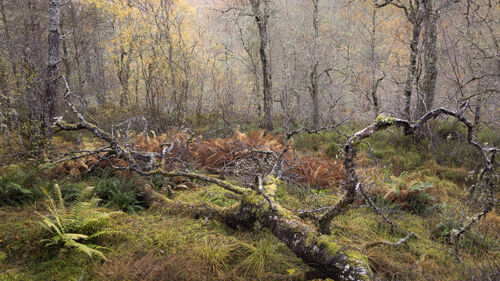 Mick Jelly The Fallen