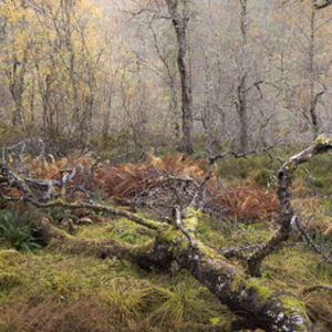 Mick Jelly The Fallen