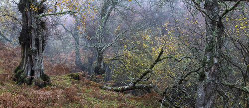 Mick Jelly Wanderers