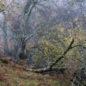 Mick Jelly Wanderers