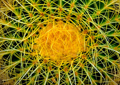 Nigel Bampton Cactus