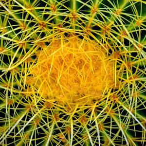 Nigel Bampton Cactus