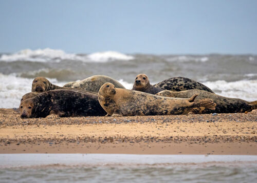 Nigel Bampton Grey Seals At Blakeney Point