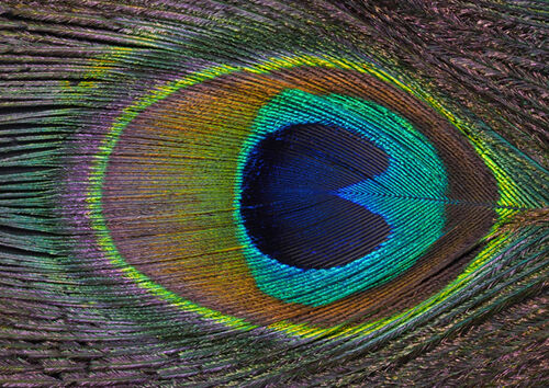 Nigel Bampton Peacock Feather