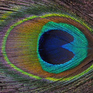 Nigel Bampton Peacock Feather