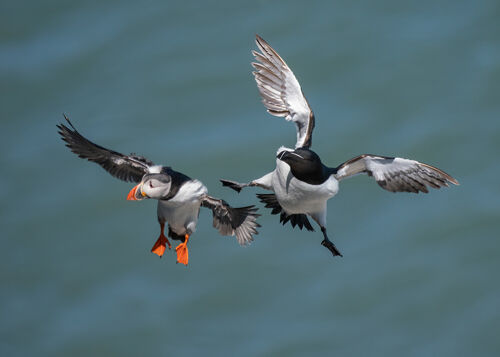 Nigel Bampton Razorbill And Puffin At Bempton Cliffs