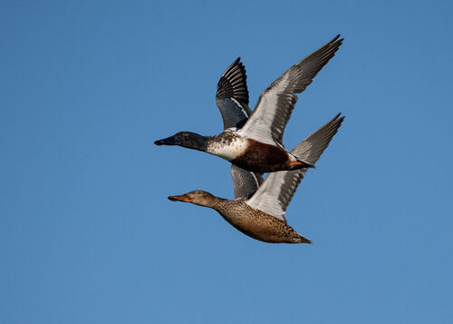 Nigel Bampton Shovelers In Flight