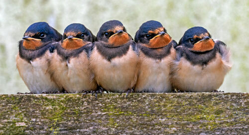 Nigel Bampton Swallows