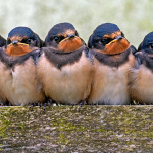 Nigel Bampton Swallows