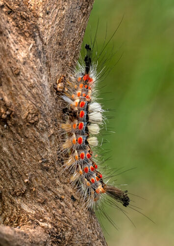 Nigel Bampton Vapourer Moth Caterpillar