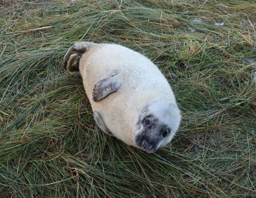 Pete Lowe Chilling Out