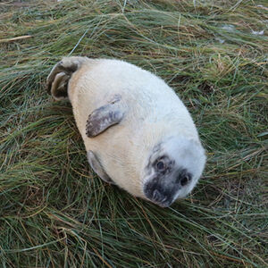 Pete Lowe Chilling Out