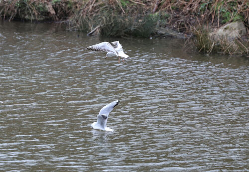 Pete Lowe Coming Into Land