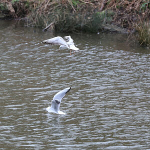 Pete Lowe Coming Into Land