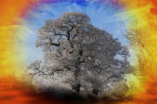 Pete Lowe Frosted Tree