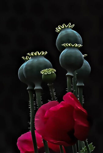 Pete Lowe POPPYS GONE TO SEED