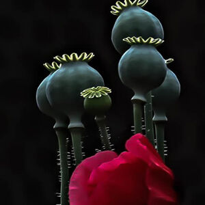 Pete Lowe POPPYS GONE TO SEED