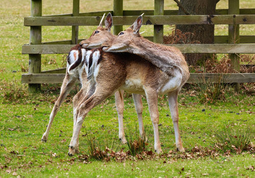 Pete Lowe SEEING DOUBLE