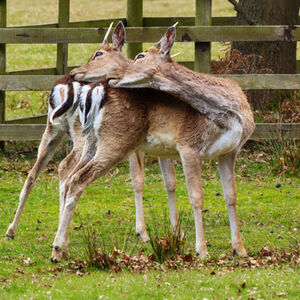 Pete Lowe SEEING DOUBLE