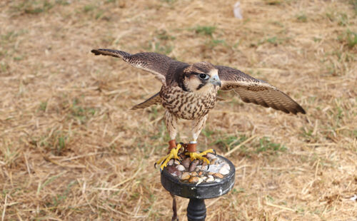 Pete Lowe Set Me Free